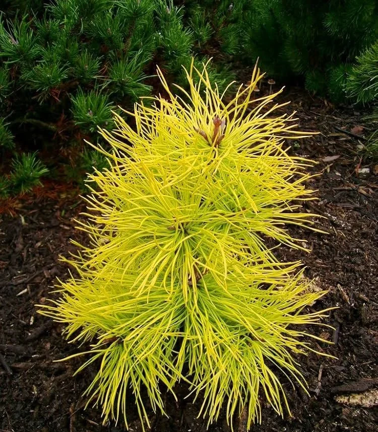 Сосна скручена Чіф Джозеф, Pinus contorta Chief Joseph