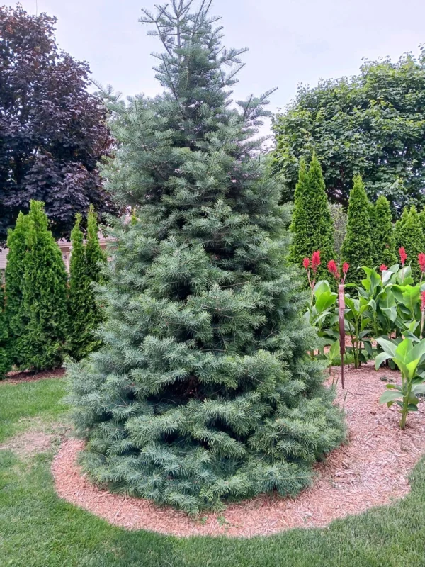 Ялиця одноколірна (Abies concolor)