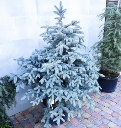 Ялина блакитна Фат Альберт