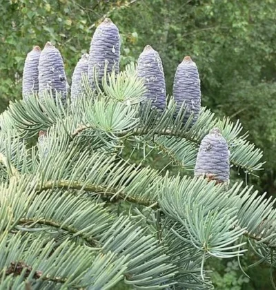 Ялиця одноколірна (Abies concolor)