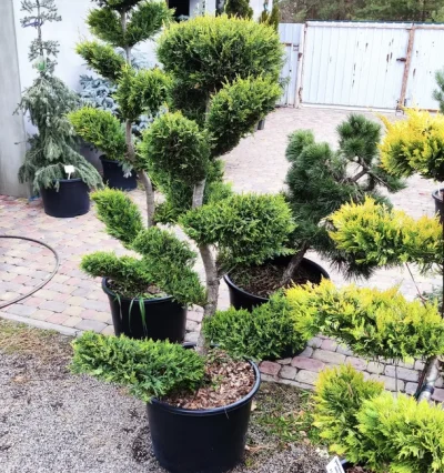 Купресоципарис Голден Райдер Нівакі (Cupressocyparis Leylandii