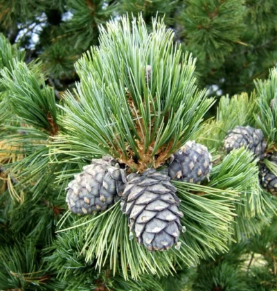 Сосна кедрова європейська (Pinus cembra)