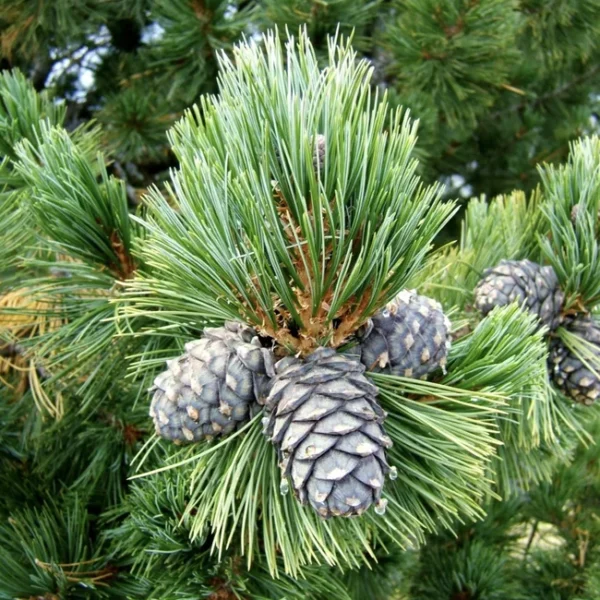 Сосна кедрова європейська (Pinus cembra)