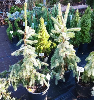 Купити ялину колючу Troemner (Picea pungens ‘Troemner’)