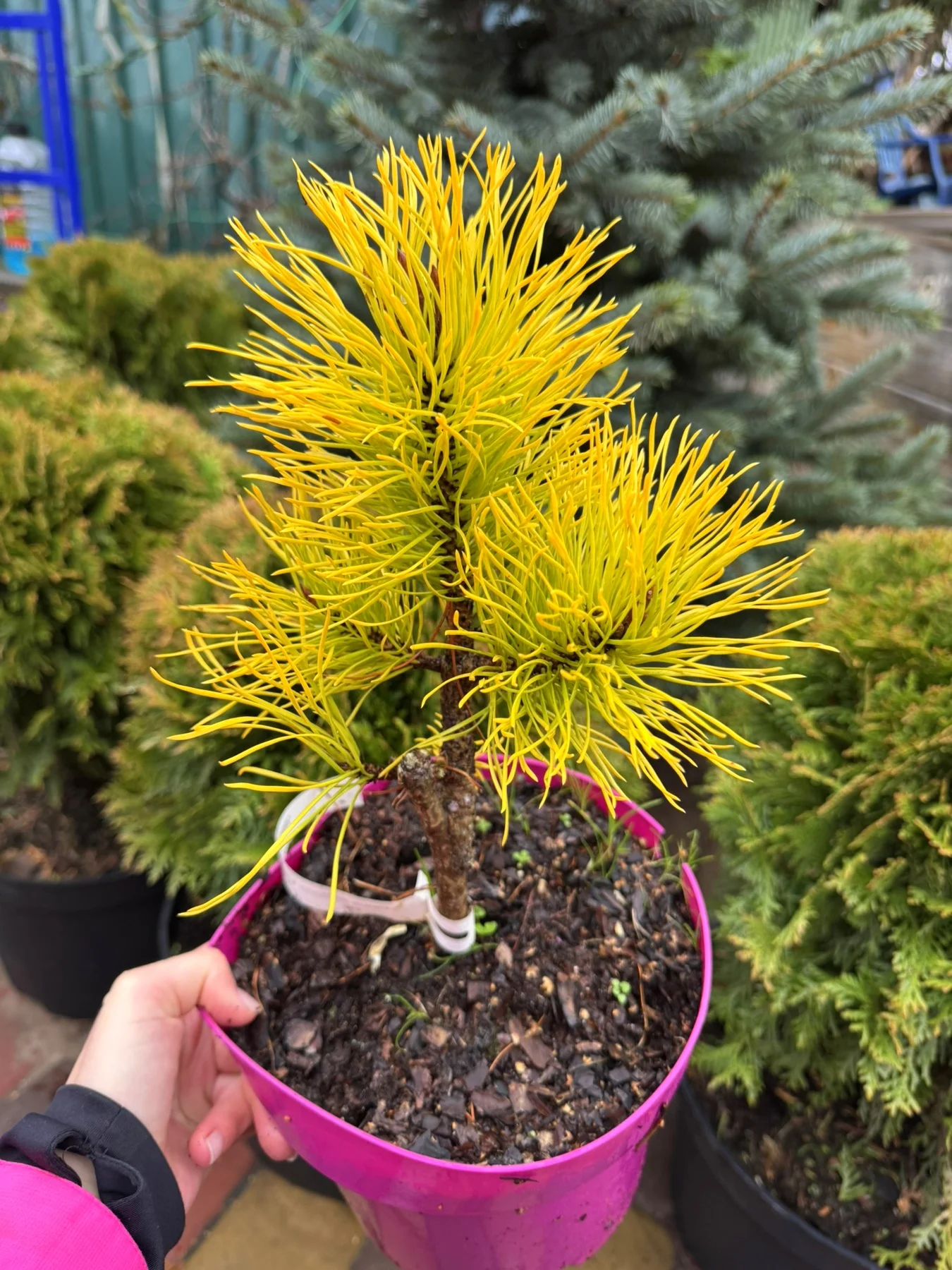 Сосна Чіф Джозеф