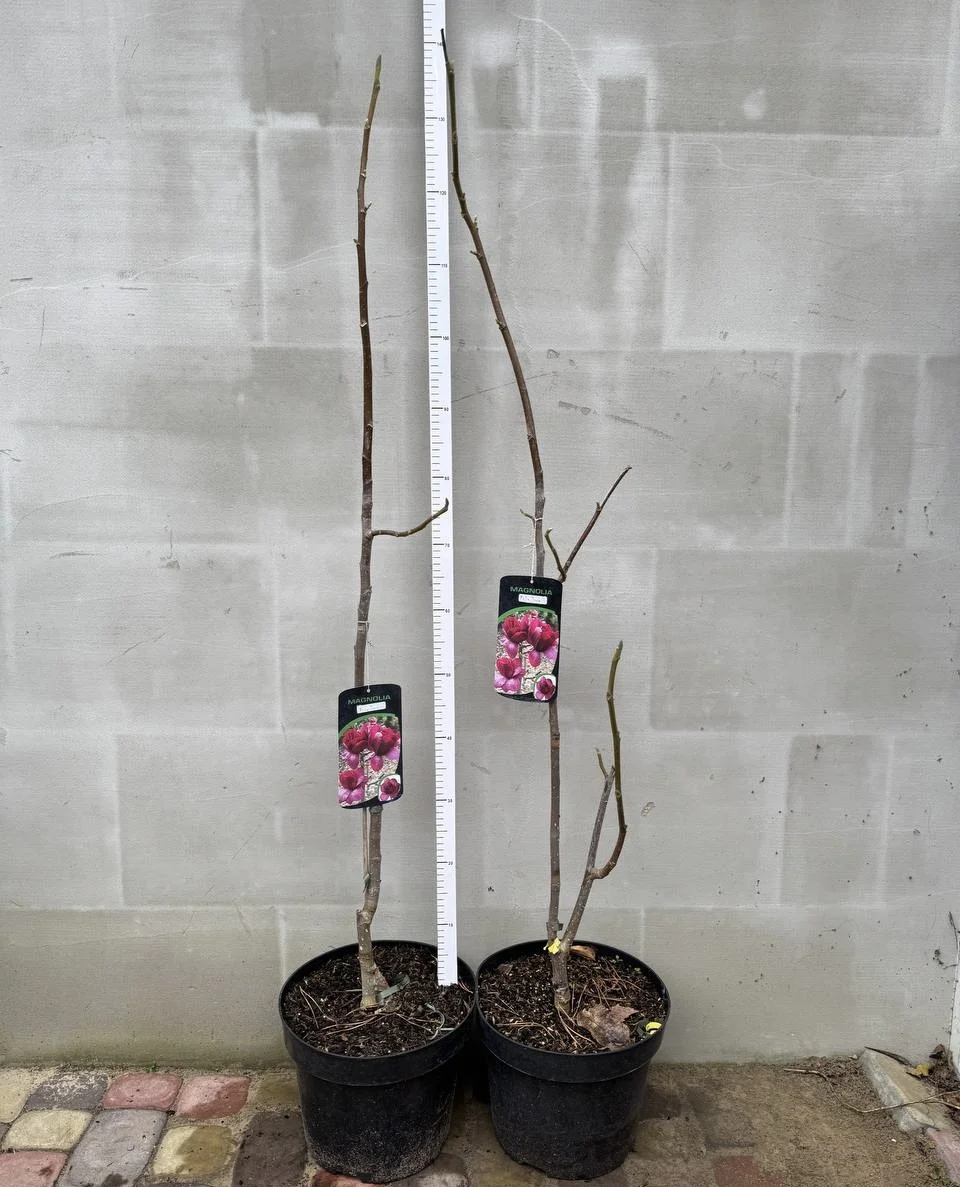 Магнолія Фелікс Журі