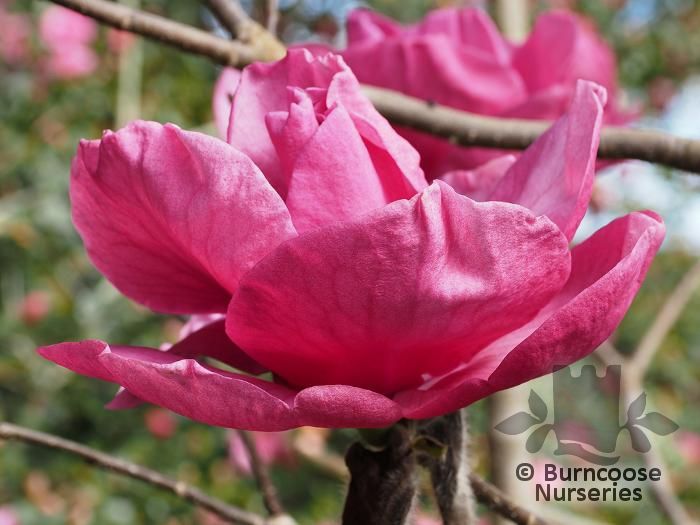 Магнолія Фелікс Журі