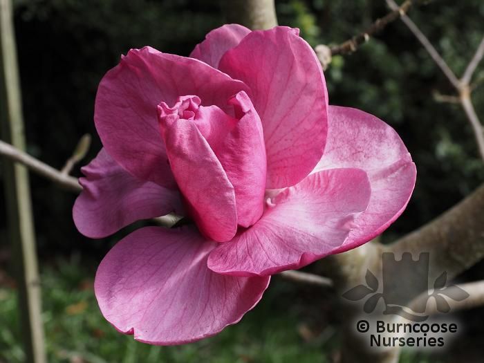 Магнолія Фелікс Журі