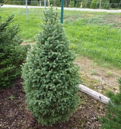 Ель Пирамидалис Компакта / С8 / h 40-50 / Pyramidalis Compacta