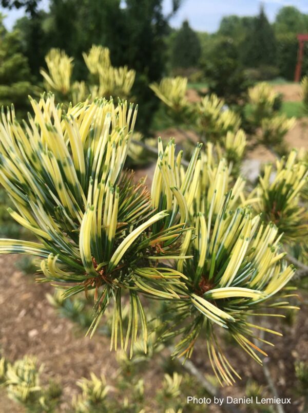 Сосна Фукай, Pinus parviflora Fukai