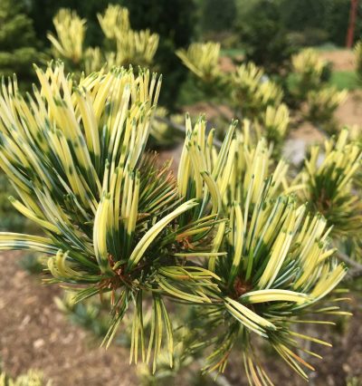 Сосна Фукай, Pinus parviflora Fukai