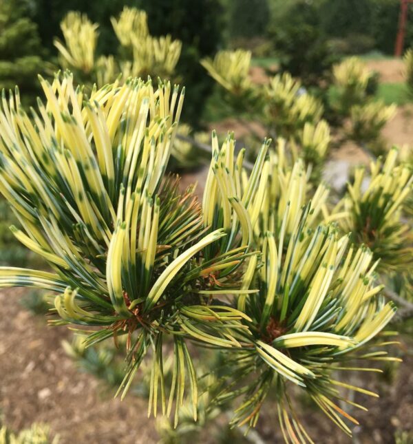 Сосна Фукай, Pinus parviflora Fukai