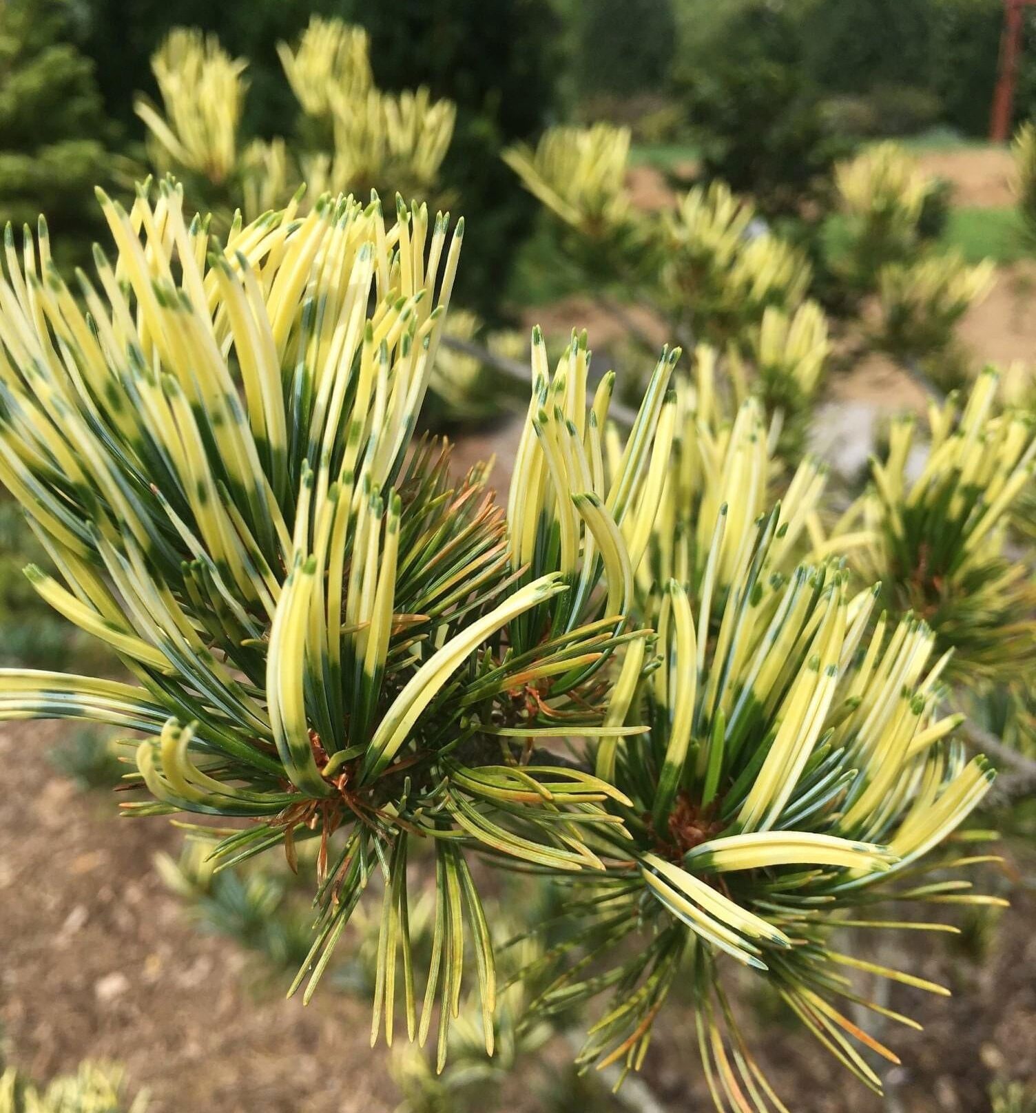 Сосна Фукай, Pinus parviflora Fukai