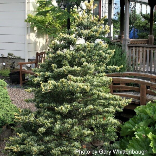 Сосна Фукай, Pinus parviflora Fukai