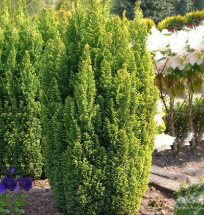 Кипарисовик лавсона Елвуд Голд/Chamaecyparis lawsoniana 'Ellwood's Gold'