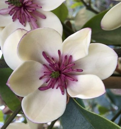 Магнолія White Caviar