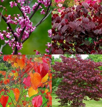 Cercis canadensis 'Forest Pansy'