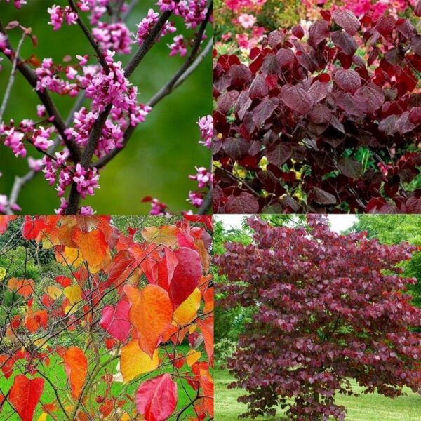 Cercis canadensis 'Forest Pansy'