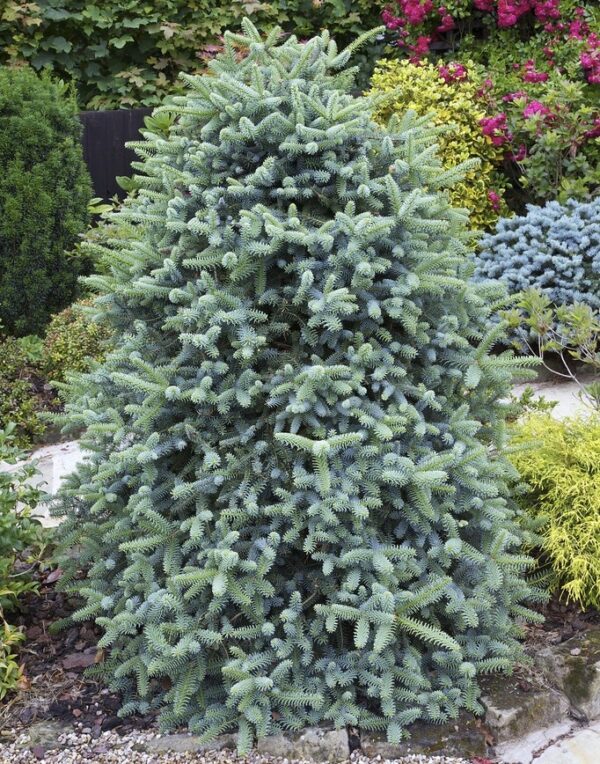 Ялиця іспанська Глаука / Abies pinsapo Glauca