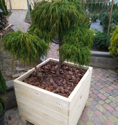 Кипарисовик горохопліднийй Filifera Nana - Нівакі