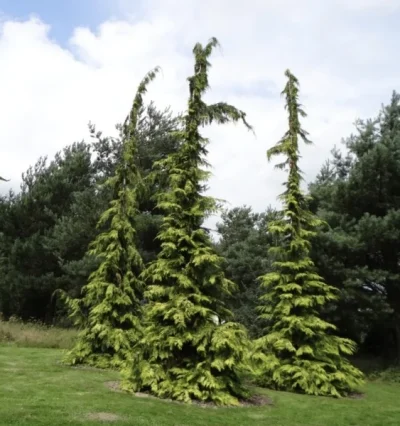 Кипарисовик лавсона Fillips Golden Tears