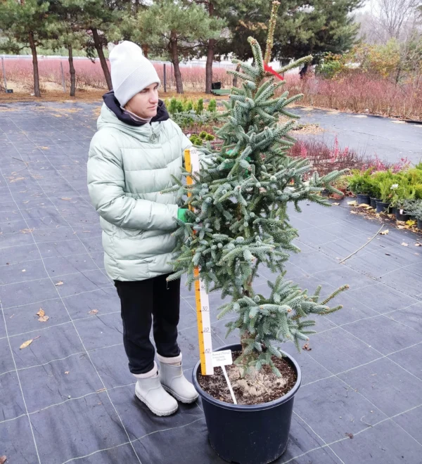 Ялиця іспанська Глаука / Abies pinsapo Glauca