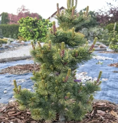 Pinus parviflora Shizukagoten