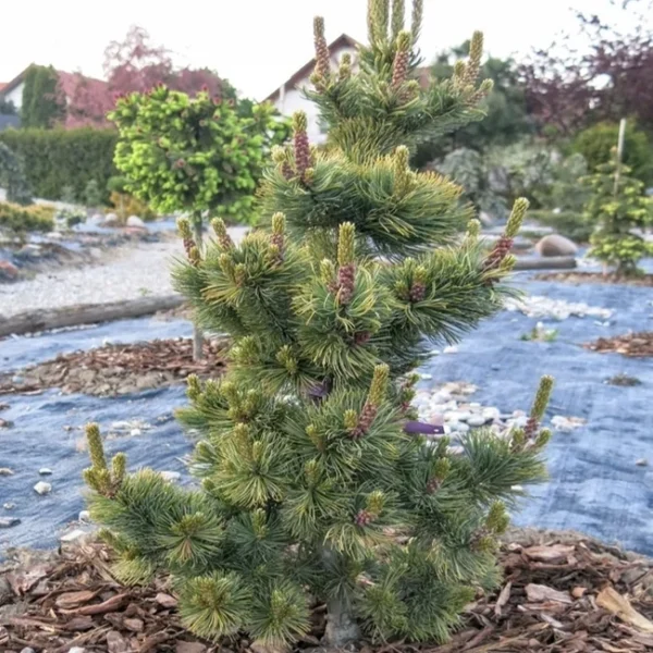 Pinus parviflora Shizukagoten