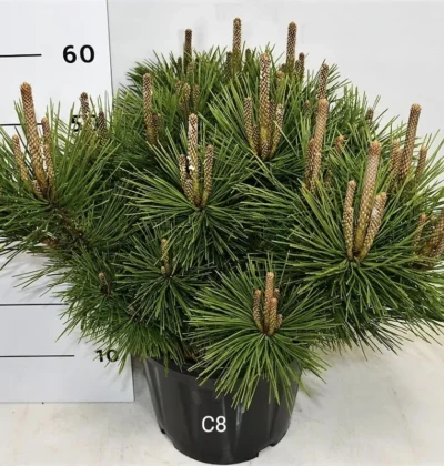 Сосна тунберга Сайонара / Pinus thunbergii ‘Sayonara