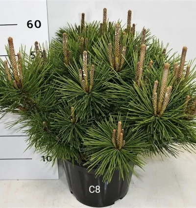 Сосна тунберга Сайонара / Pinus thunbergii ‘Sayonara
