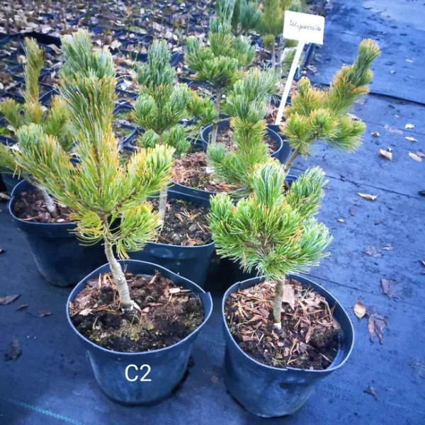 Сосна японська Шізукаготен / Pinus parviflora Shizukagoten