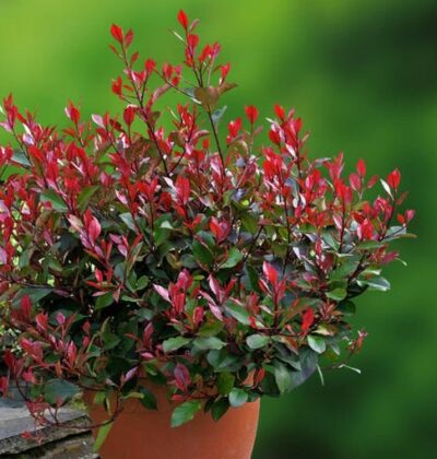 Photinia fraseri 'Little Red Robin'