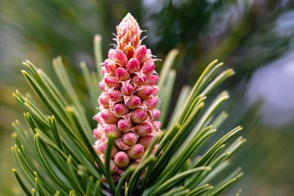 Сосна Гачкувата / Pinus uncinata