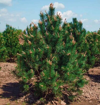 Сосна Гачкувата / Pinus uncinata