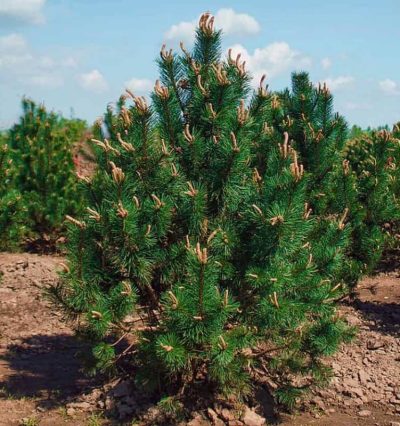 Сосна Гачкувата / Pinus uncinata