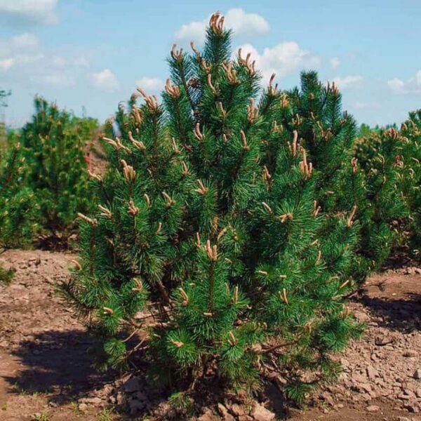 Сосна Гачкувата / Pinus uncinata