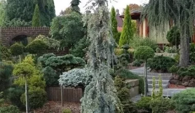 Кедр ліванський 'Альт Ла Фонтейн'