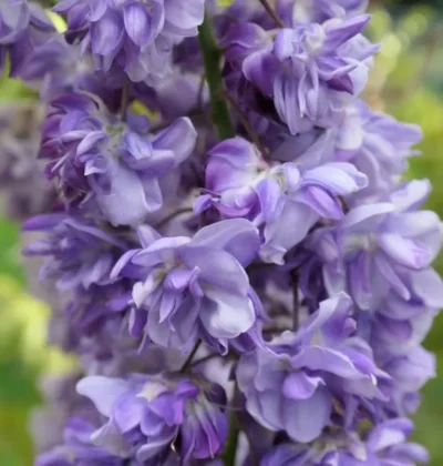 Гліцинія Блек Драгон / Wisteria floribunda "Black Dragon"