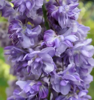 Гліцинія Блек Драгон / Wisteria floribunda "Black Dragon" 