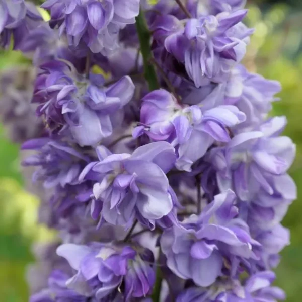 Гліцинія Блек Драгон / Wisteria floribunda "Black Dragon"