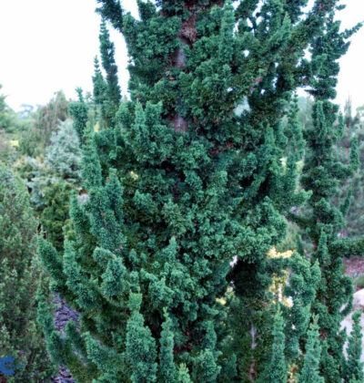 Кипарисовик Вісселс Сагуаро /Chamaecyparis l. 'Wissel's Saguaro'