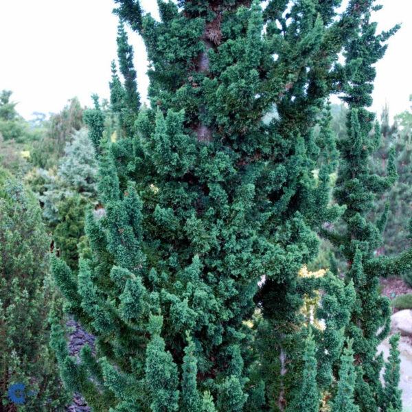 Кипарисовик Вісселс Сагуаро /Chamaecyparis l. 'Wissel's Saguaro'