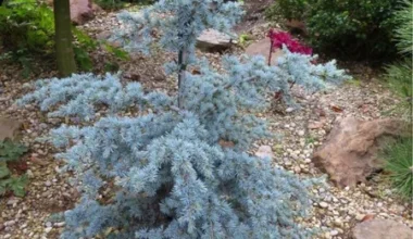 Кедр ліванський Сапфір Німф