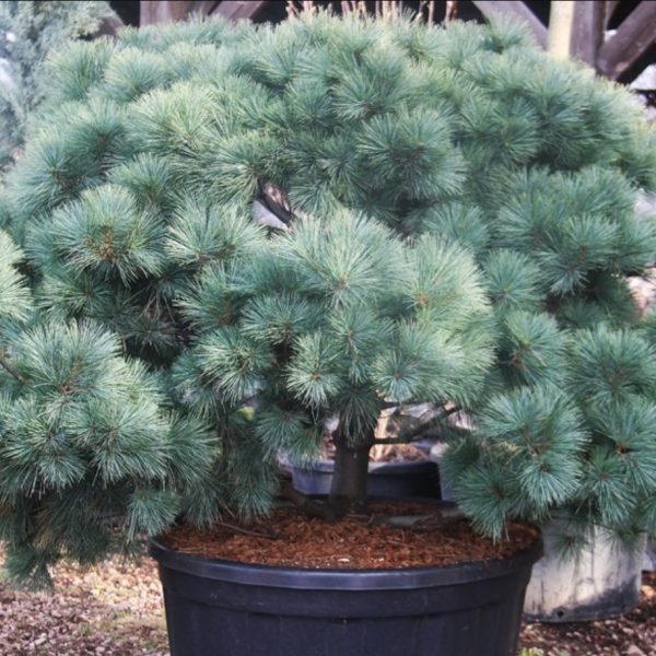 Сосна веймутова Рейнхаус / Pinus strobus Reinshaus