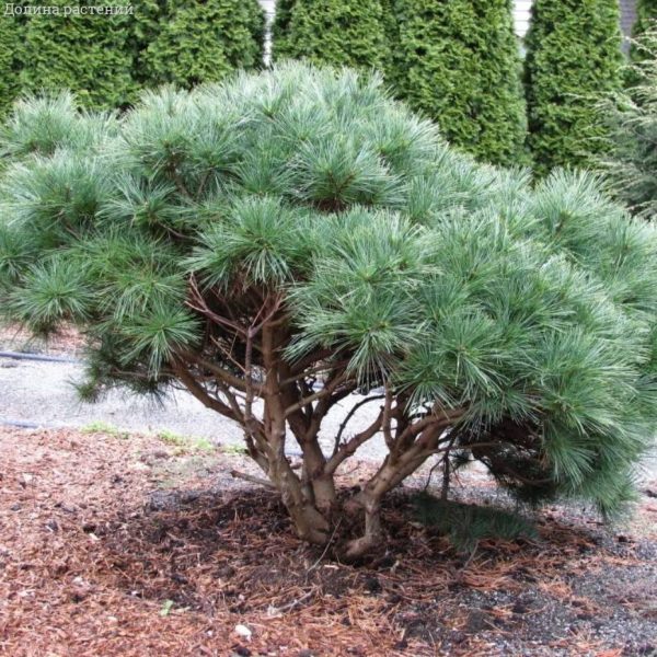Сосна веймутова Рейнхаус / Pinus strobus Reinshaus