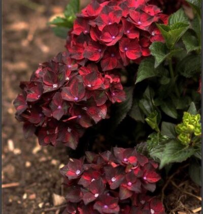 Гортензія Блек Кнайт / Hydrangea macr. Black Knight