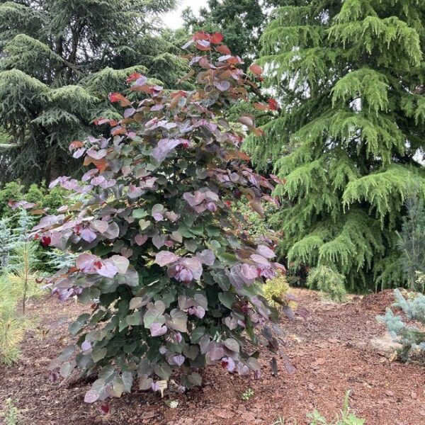 Церцис канадський Мерлот / Cercis canadensis 'Merlot'