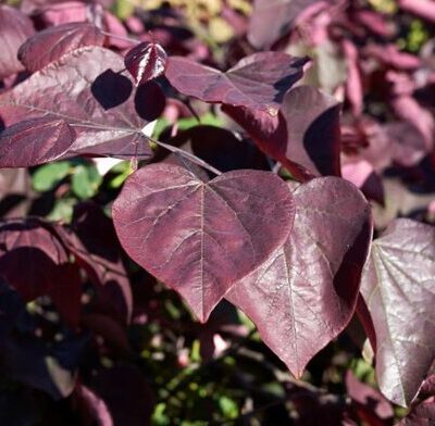 Церцис канадський Мерлот / Cercis canadensis 'Merlot'