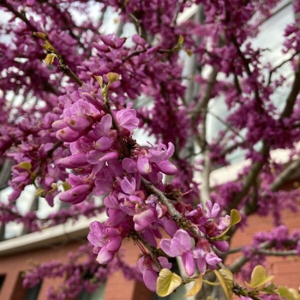 Церцис канадський Мерлот / Cercis canadensis 'Merlot'