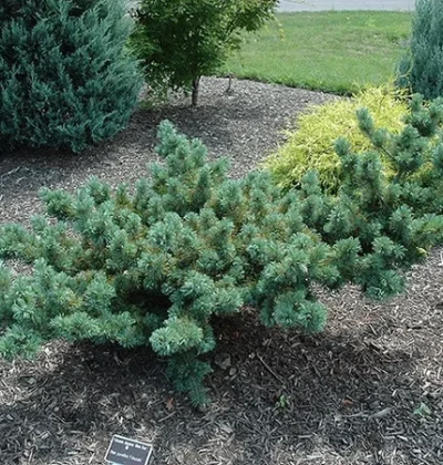 Сосна японська Кетрін Елізабет / Pinus parvifola 'Catherine Elizabeth'